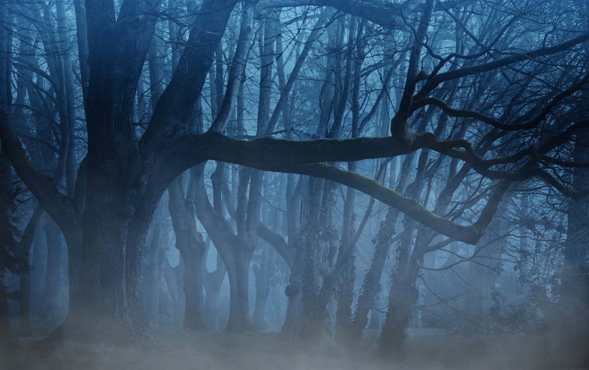 Une forêt lugubre, un brouillard plane, l'ambiance est sinistre